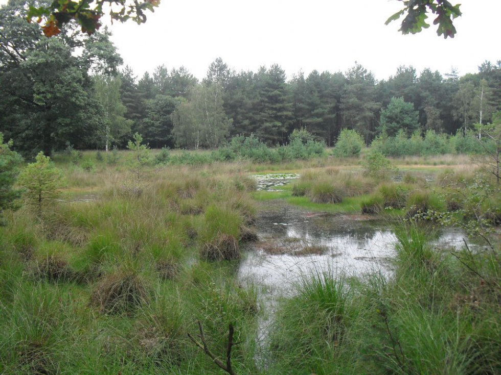 Vroege Vogelwandeling Hazeputten Nijnsel